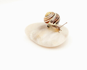 Snail on a pebble with a white background.