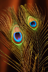 Obraz premium peacock feather on background of velvet