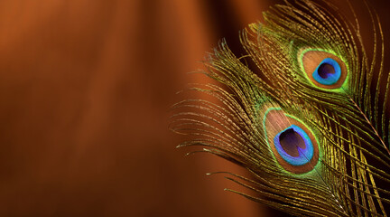 peacock feather on background of velvet