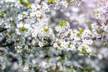 Cherry blossom branch in the garden in spring
