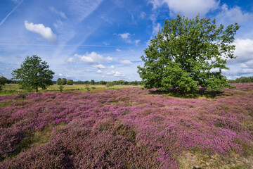 Heidefl&auml;che im Elbtal Hamburg