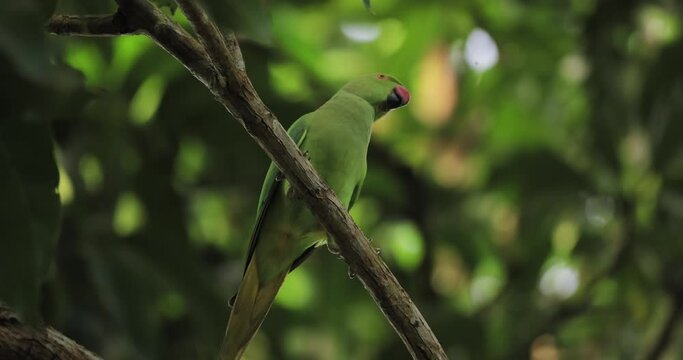 Adult male Alexandrine parakeet or Psittacula eupatria or Labu girawa which have a red patch on the shoulders perching on a tree branch