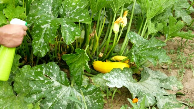 Treating powdery mildew on a zucchini plant. Using no pesticide, made with water, green soap and vinegar.