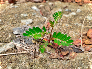 A small tree growth in the cracks of the cement