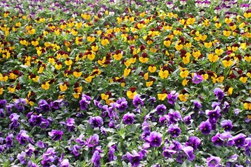 Seoul – April 17, 2016:  Namiseom or Nami Island is a half-moon shaped river island located in Chuncheon, Gangwon Province, South Korea, formed as the land around it was inundated by the rising water 