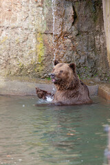 Brown bear in a water
- 646695387