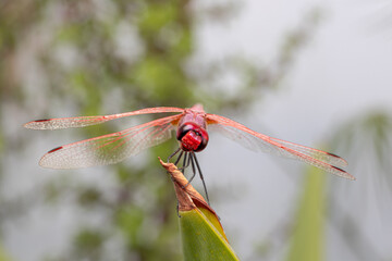 Macro d'une libellule rouge
