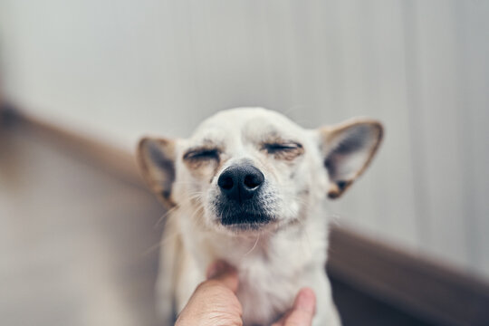 A mixed breed dog with closed eyes. A cute medium-sized dog waiting to be petted. With space to copy. High quality photo