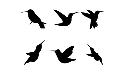 Fototapeta premium humming birds 