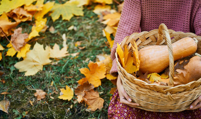 Close up faceless woman holding a wicker basket filled with freshly ripe pumpkins. Perfect for seasonal designs and fall-themed projects