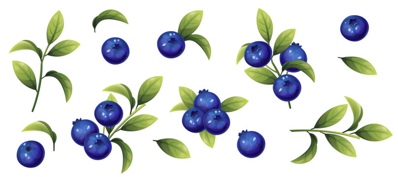 set of blueberries on a white isolated background. Sprigs of forest blueberries. Berries and leaves for decor, stickers, prints, badges.