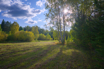Fototapeta na wymiar Autumn landscape green meadow and forest in the background against the backdrop of a beautiful blue sky and white clouds.