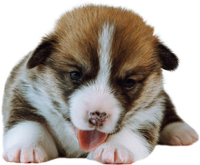 Portrait of beautiful brown white two-month-old puppy of dog welsh pembroke corgi lying on white background, showing tongue, licking paw. Pet love, pet care, domestic animal, dog breeding. Isolated.
