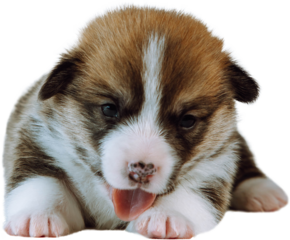Portrait of beautiful brown white two-month-old puppy of dog welsh pembroke corgi lying on white background, showing tongue, licking paw. Pet love, pet care, domestic animal, dog breeding. Isolated.