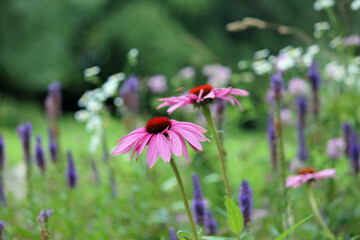 A beautiful blooming flower echinacea with bright colors