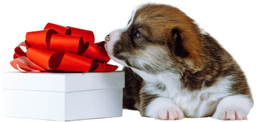 Portrait of curious two-month-old puppy of dog welsh pembroke corgi lying near white gift box, sniffing red ribbon bow on white background, looking at camera. Pet love, celebration, present. Isolated.