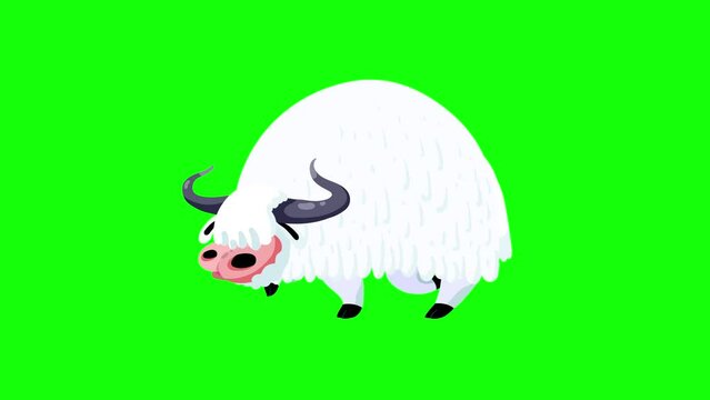 Yak white walking on green background cartoon animation. Isolated animal character from Asia or mainly Tibet. Seamless loop, greenbox for keying.