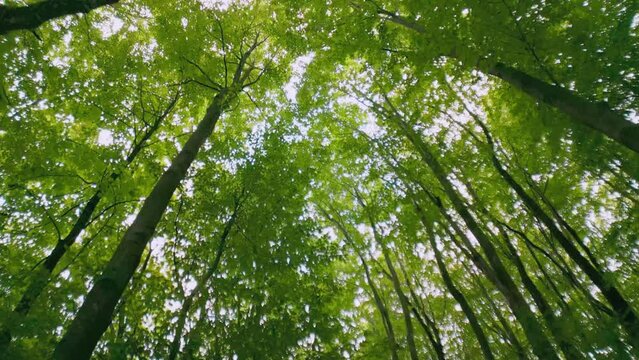 The tops of green trees in the forest, shot from the bottom up