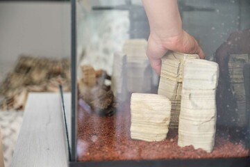 Man hand putting rocks to setting up a new aquarium at home. Fishkeeping concept.