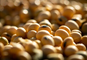 close up of soybeans