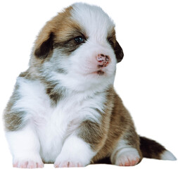 Portrait of amazing brown white two-month-old puppy of dog welsh pembroke corgi sitting on white background, looking aside. Pet love, pet care, breeding, veterinary clinic, advertisement. Isolated.
