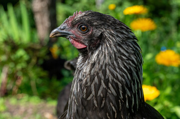 Closeup of black and white hen standing in garden