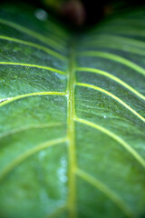 Close-up view of the green leaf of Anthurium plowmanii (Gelombang cinta)