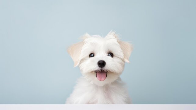 A stunning image of a minimalist happy puppy