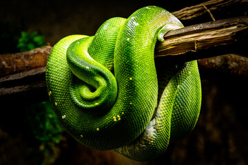 green tree python - obrazy, fototapety, plakaty