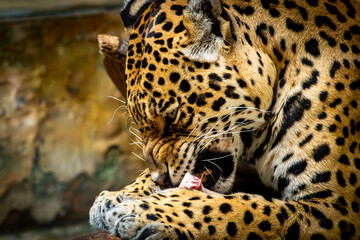 leopard in zoo