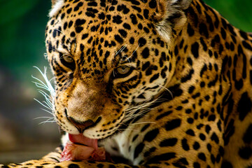 Obraz premium close up of leopard