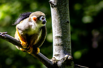 squirrel on tree