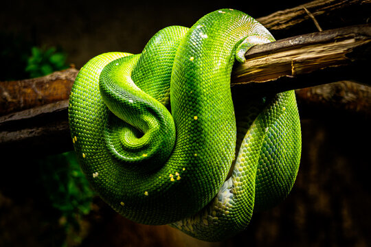 green tree python