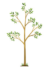 Stage of tree growth. Small tree growth with green leaf and branches. Illustration of business cycle development
