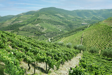 Fototapeta na wymiar Douro vineyard