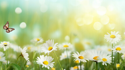 Meadow with butterflies and daisy flowers, sunshine, spring or summer background