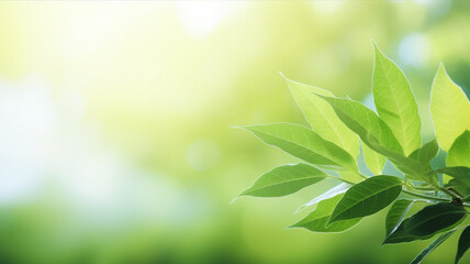 Green foliage and sunshine, blur background