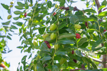 Jujube (lat. Ziziphus jujuba; syn. Ziziphus zizyphus), also known as the Chinese date