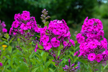 Garden purple phlox (Phlox paniculata), vivid summer flowers