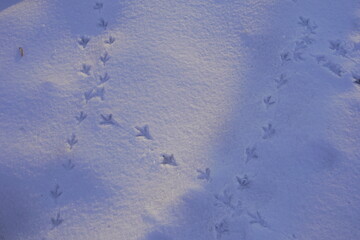 積もった雪と鳥が歩いた跡