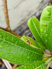 Closeup of insect sitting in green leaves plant, nature photography, natural gardening background 