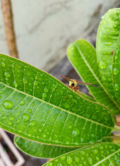 Closeup of insect sitting in green leaves plant, nature photography, natural gardening background, leaf with dew drops 