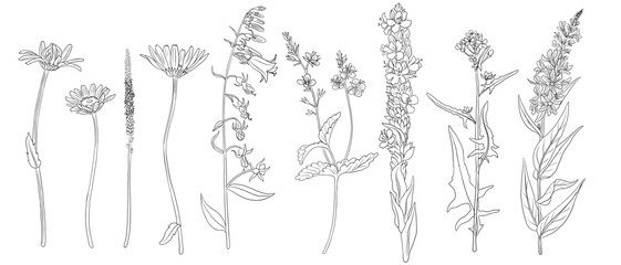 set of field flowers, vector drawing wild plants at white background, monochrome line floral elements, hand drawn botanical illustration