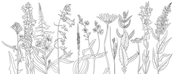 field flowers, vector drawing wild plants at white background, monochrome line floral border, hand drawn botanical illustration