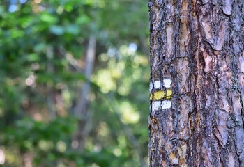 Wanderwegmarkierung an einem Baum in der Hohen Tatra