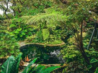 White and orange koi fish in a pond in the middle of a shady garden.