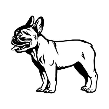 French Bulldog - Dog Breed, Funny dog Vector File, detailed vector
