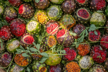 Organo de Pitaya fruta stenocereus