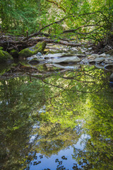 L'Aubonne rivière sauvage