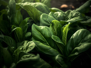 Organic Spinach Leaves